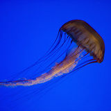 Vespa do mar: conheça o animal mais venenoso do mundo!