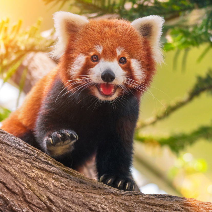 Panda Vermelho: confira curiosidades, habitat e muito mais!