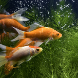 Peixes de pH neutro: descubra espécies e confira dicas!