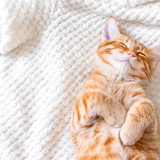 Gatos sonham ou têm pesadelos enquanto dormem? Descubra aqui!