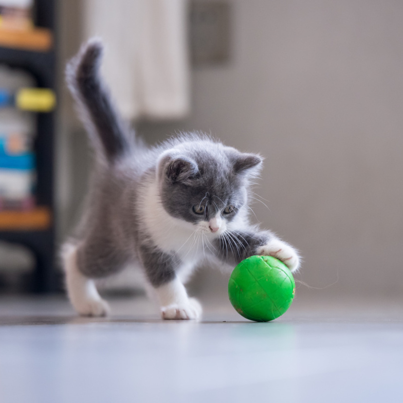 Como fazer brinquedos para gatos: veja 32 ideias caseiras!