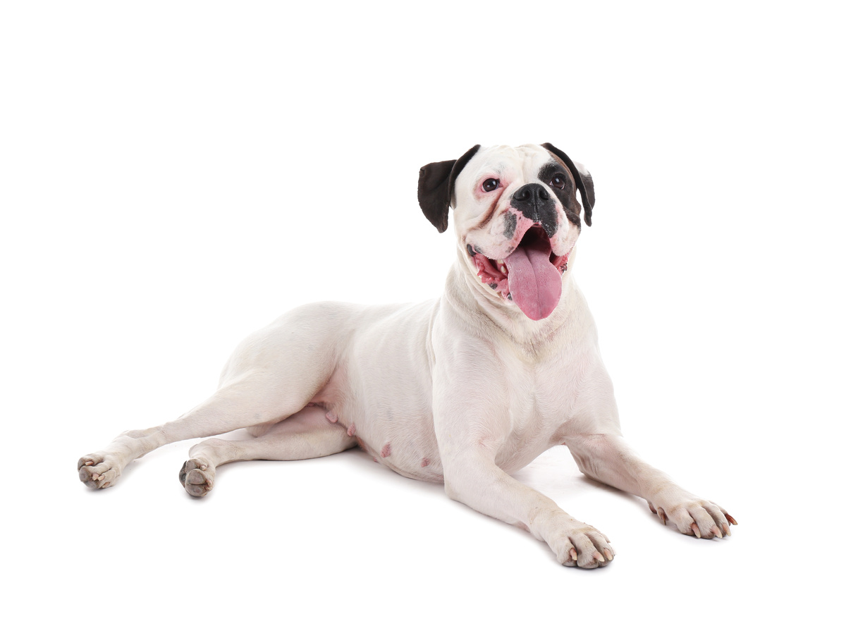 Cachorro Boxer branco: características, personalidade e mais