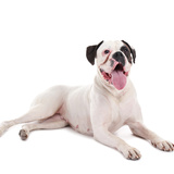 Cachorro Boxer branco: características, personalidade e mais!
