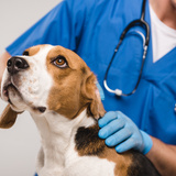 Convênio para cachorro: plano de saúde mais seguro para o pet