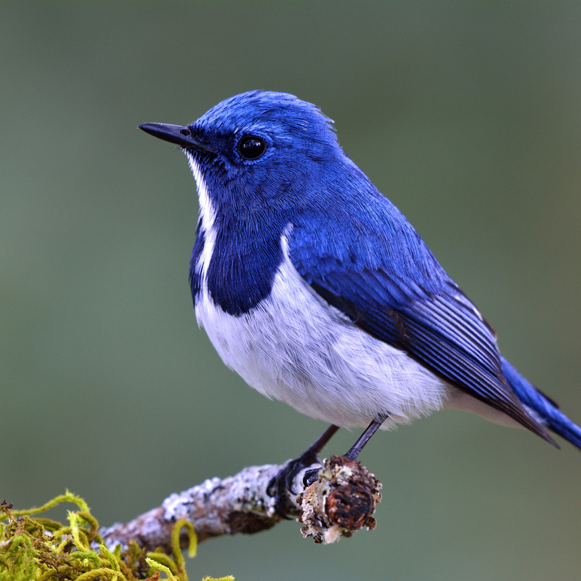 Pássaros coloridos: conheça 25 espécies de todas as cores!