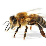 Sonhar com abelhas voando e picando: o que significa?