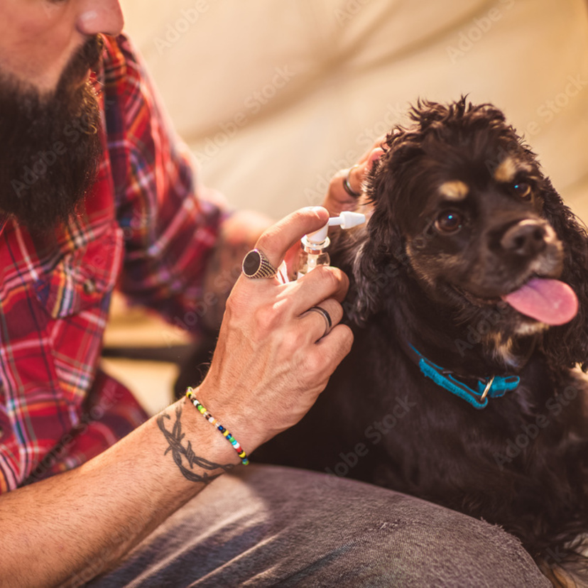Como limpar orelha de cachorro? Confira a solução simples!