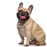 Conheça 14 tipos de Bulldog: inglês, francês, alemão e mais!