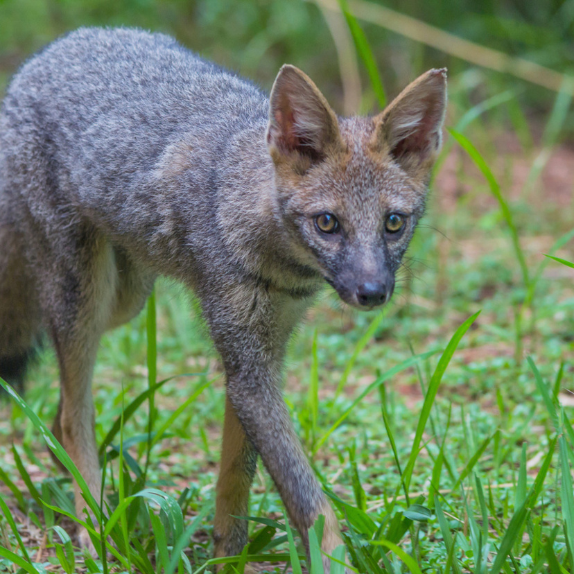 Raposa brasileira: veja fatos e curiosidades sobre a espécie