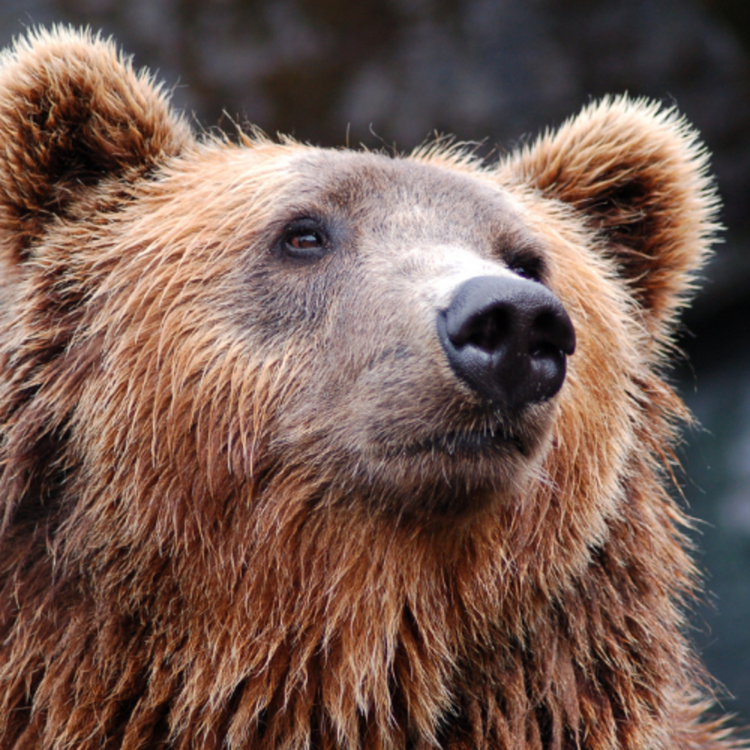 Tipos de ursos: conheça 16 espécies vivas e pré-históricas!