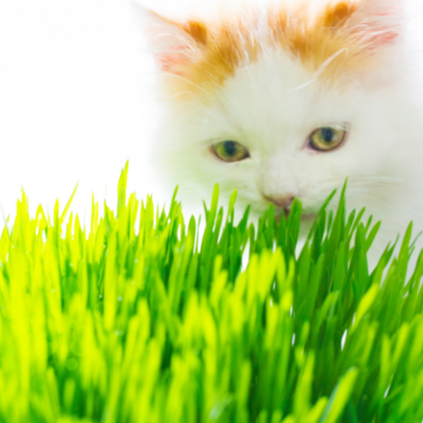 Grama para gatos: o que é, tipos, benefícios e como plantar