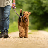 Cuidador de cachorro: o que fazem, como se tornar e mais!