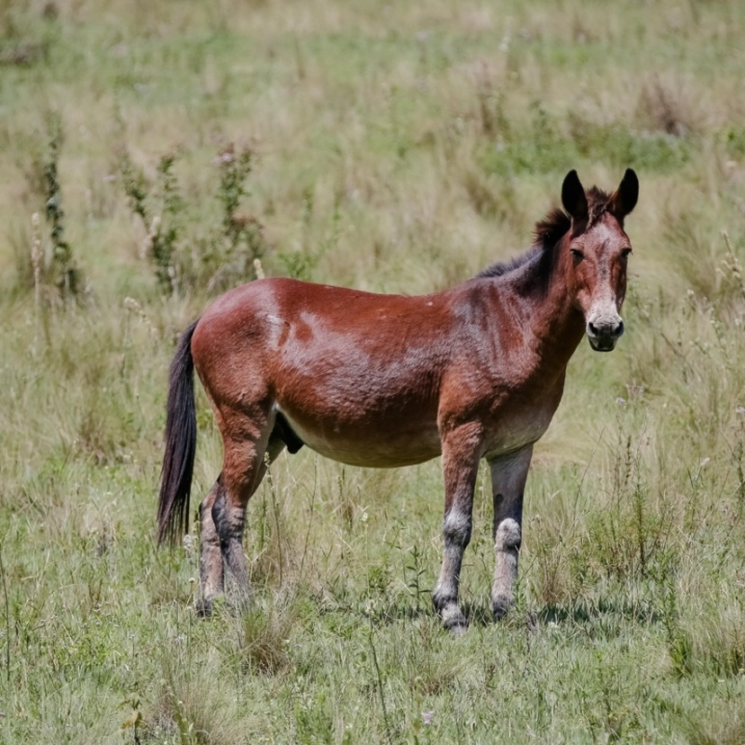 Conheça o Bardoto: animal híbrido de cavalo e jumenta 