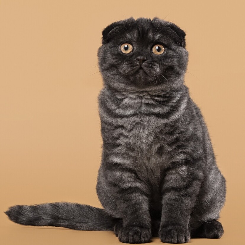 Conheça o gato Scottish Fold: características, preço e mais!