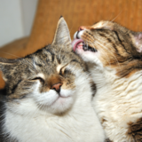 Reprodução dos gatos: cruzamento, gestação, ninhada e mais 
