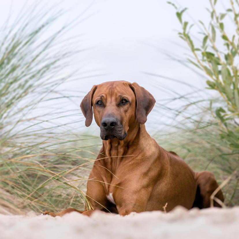 Conheça o cachorro Rhodesian Ridgeback, o Leão-da-Rodésia!