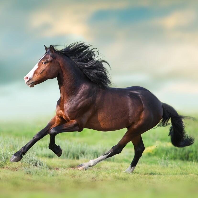Cavalo árabe: descrição, preço e mais desta incrível raça