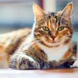 Curiosidades sobre gatos: veja 24 fatos fascinantes