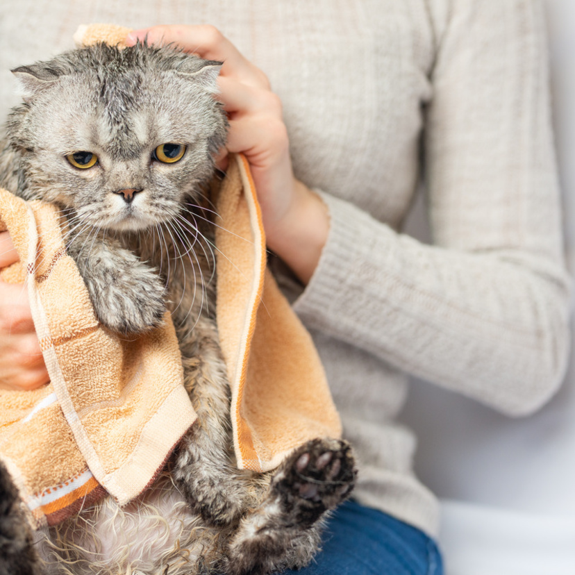 Banho a seco para gatos: veja como dar em 5 formas simples!