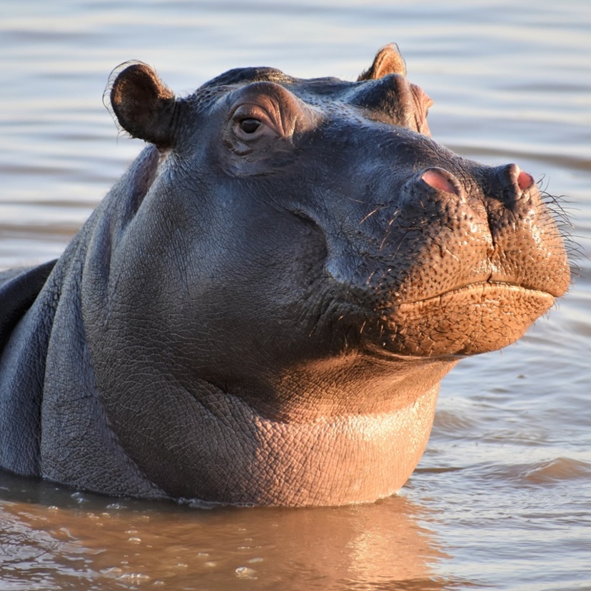 Hipopótamo: veja espécies, peso, alimentação e muito mais