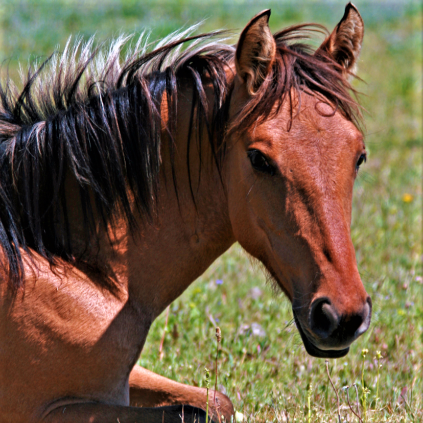 Cavalo Mustang: descrição, preço e mais desta raça selvagem 