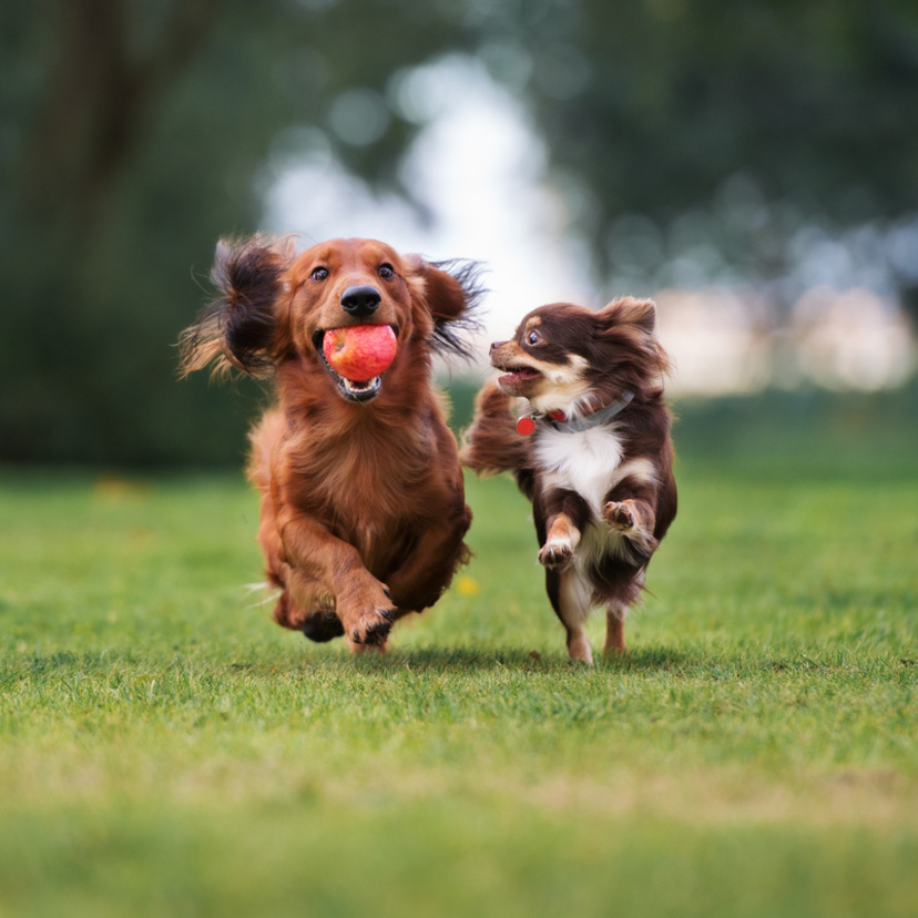 Cachorro marrom: conheça 21 raças grandes, médias e pequenas!