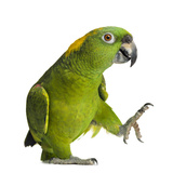 Quanto custa um papagaio legalizado? Veja custos de criação e mais!