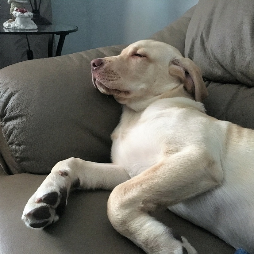Cachorro dormindo: tudo sobre posições, gestos e cuidados
