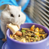 O que hamster pode comer? Banana, cenoura, morango e mais
