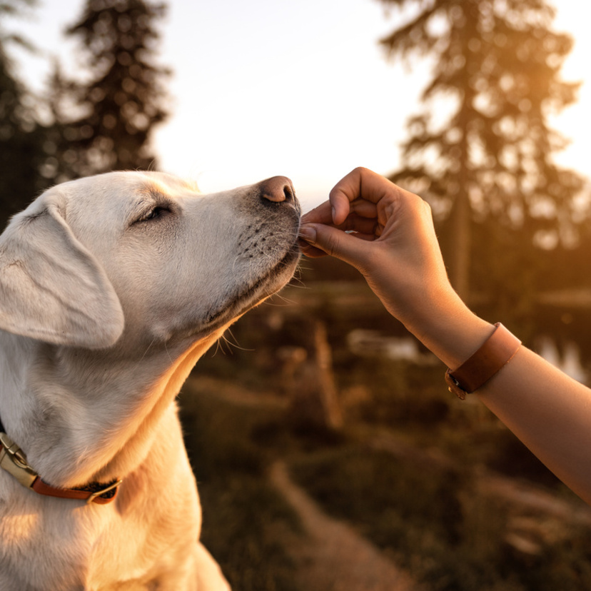 Petisco natural para cachorro: receitas, benefícios e dicas