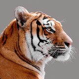 Curiosidades sobre o tigre: confira 30 fatos amáveis