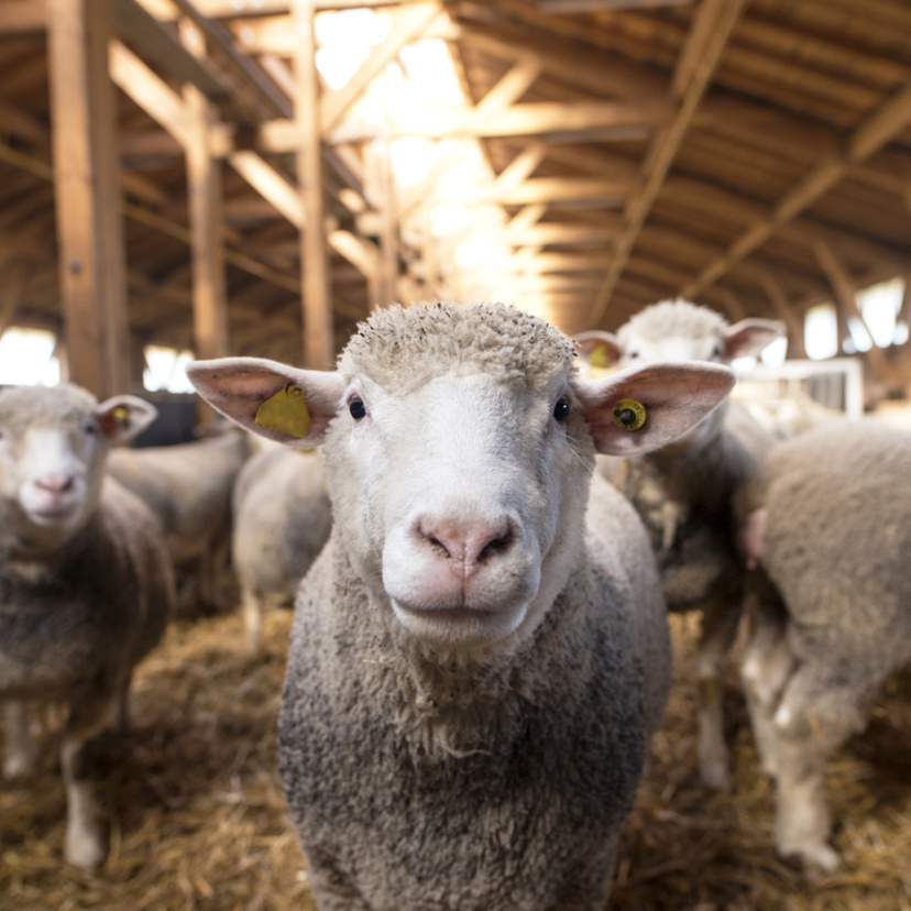 Tudo sobre ovelhas: curiosidades, raças, criação e mais