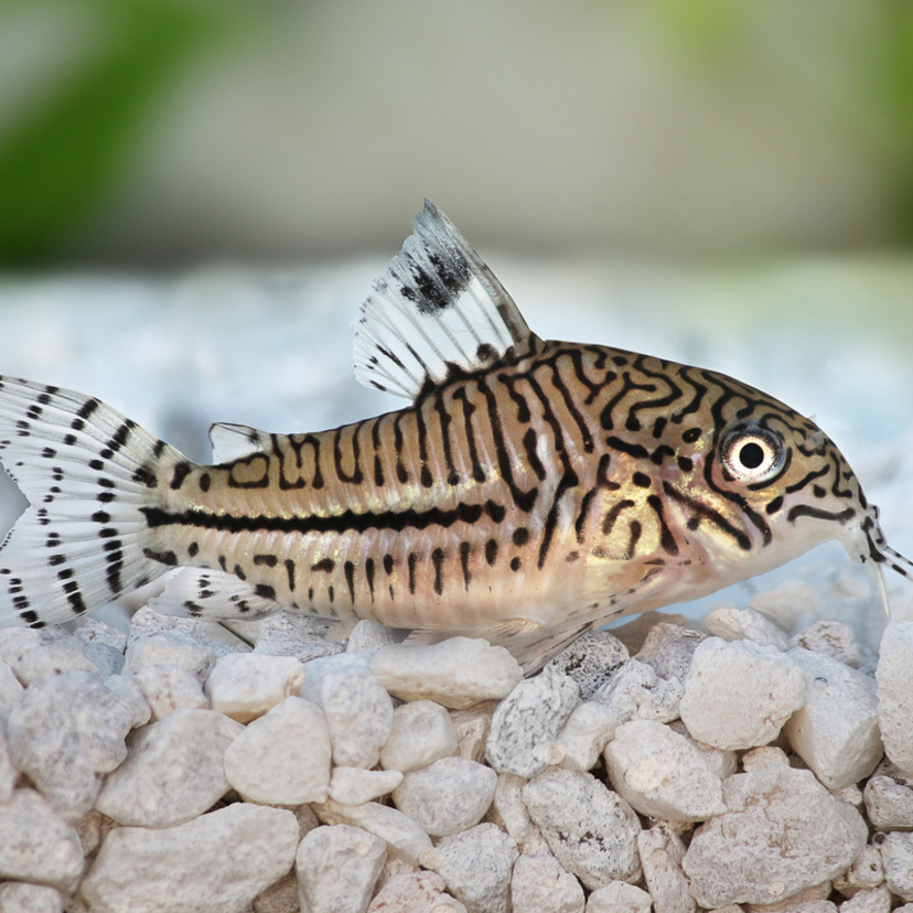 Peixe Corydora: veja tipos diferentes e dicas de criação aqui!