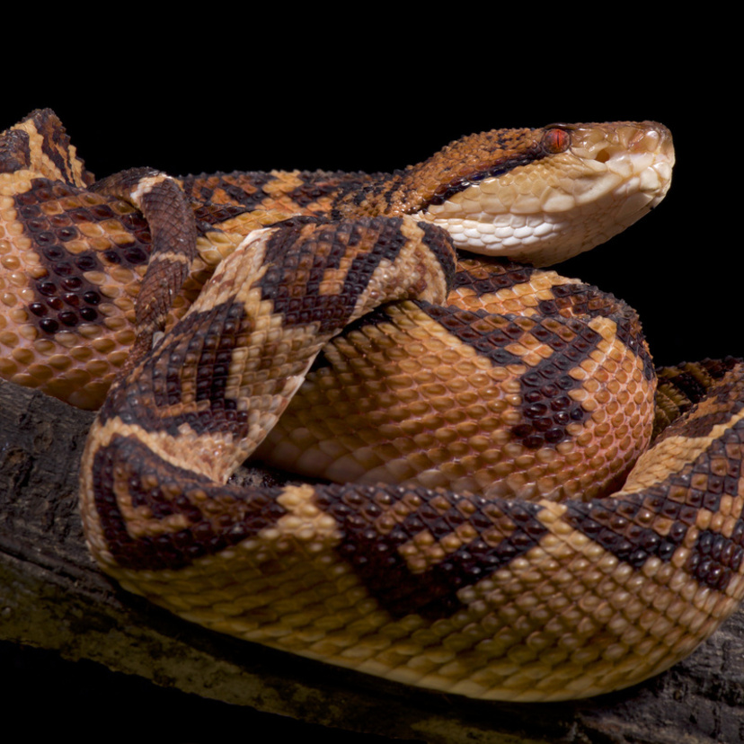 Surucucu pico-de-jaca: Conheça esta enorme cobra venenosa