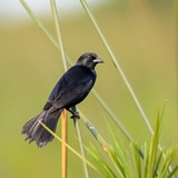 Pássaro preto (graúna): descrição, como criar e muito mais