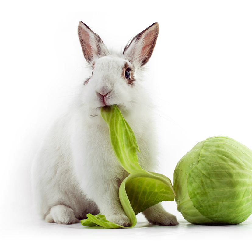 Можно давать кроликам капусту. Кролик ест капусту. Что едят кролики. Кролик ест капусту фото. Кролики едят виноград.