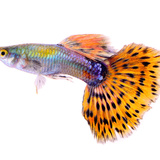 Peixe lebiste: veja dicas para aquários e como criar esta espécie!