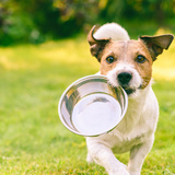 Cachorro pode comer cuscuz? Dicas alimentares importantes!
