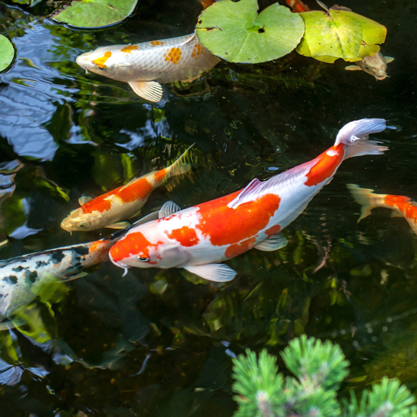 Criação de peixes em tanques: Descubra o que fazer!