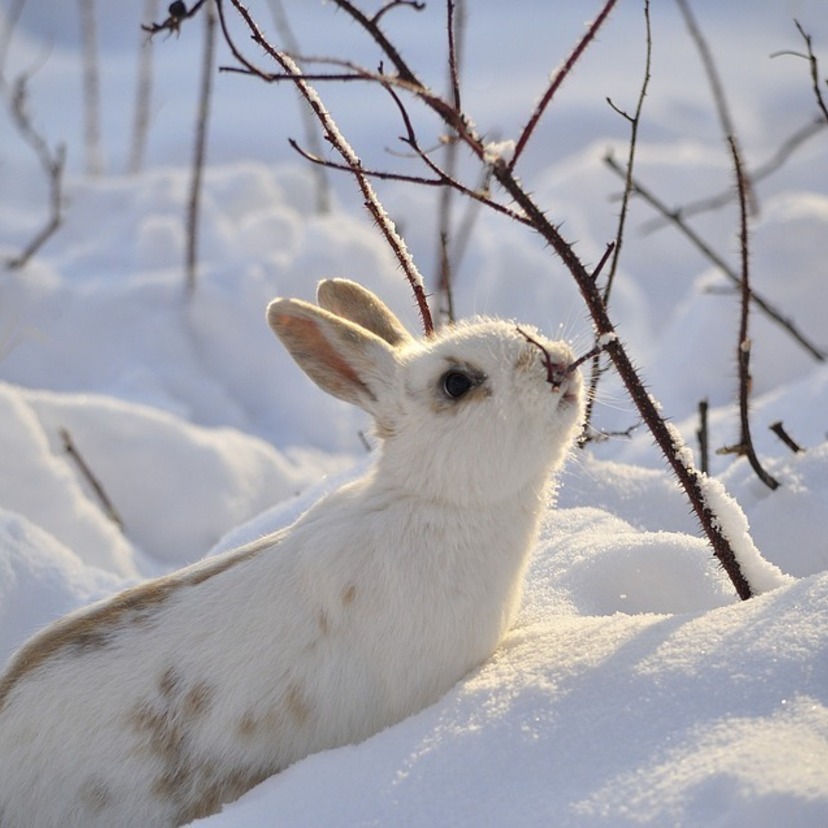 Mini coelho: Tudo o que você precisa saber para ter um!