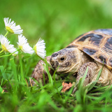Tartaruga doméstica: veja espécies e dicas de criação!