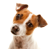 Cachorro do Máskara: preço e dicas de criação do Jack Russel Terrier