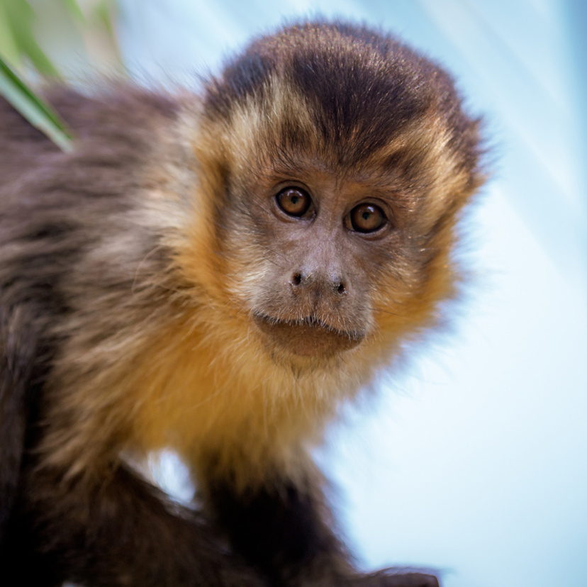 Macaco-prego de estimação: custos, dicas de criação e muito mais!