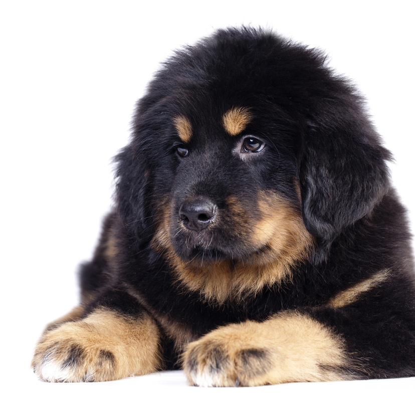 Conheça o Mastiff tibetano, o cachorro mais caro do mundo