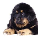 Conheça o Mastiff tibetano, o cachorro mais caro do mundo