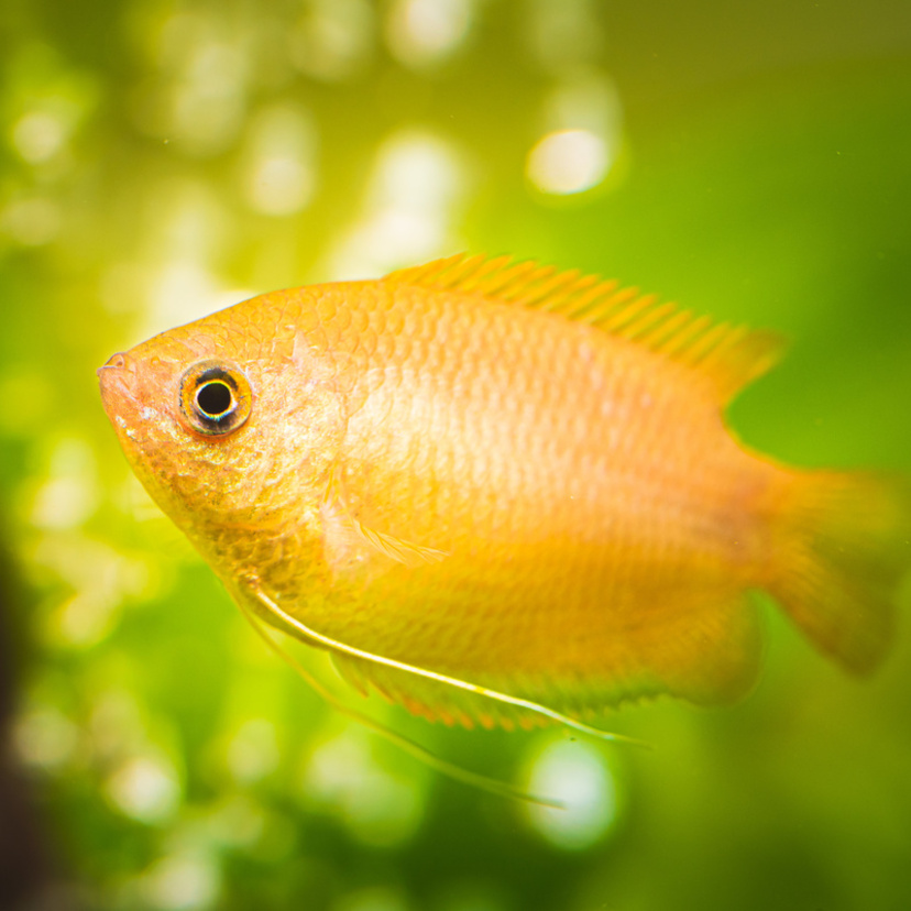 Peixes de água ácida: veja espécies populares e dicas importantes
