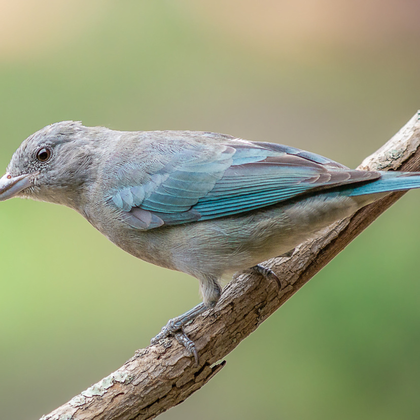 Conheça os pássaros brasileiros e veja as curiosidades!