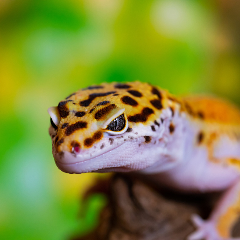 Gecko Leopardo: veja preço, custo de vida e dicas de criação!