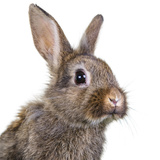 Você sabe quantos anos vive um coelho? Tempo de vida e mais!