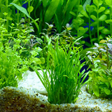 Planta para aquário: dicas e espécies para deixar seu aquário lindo